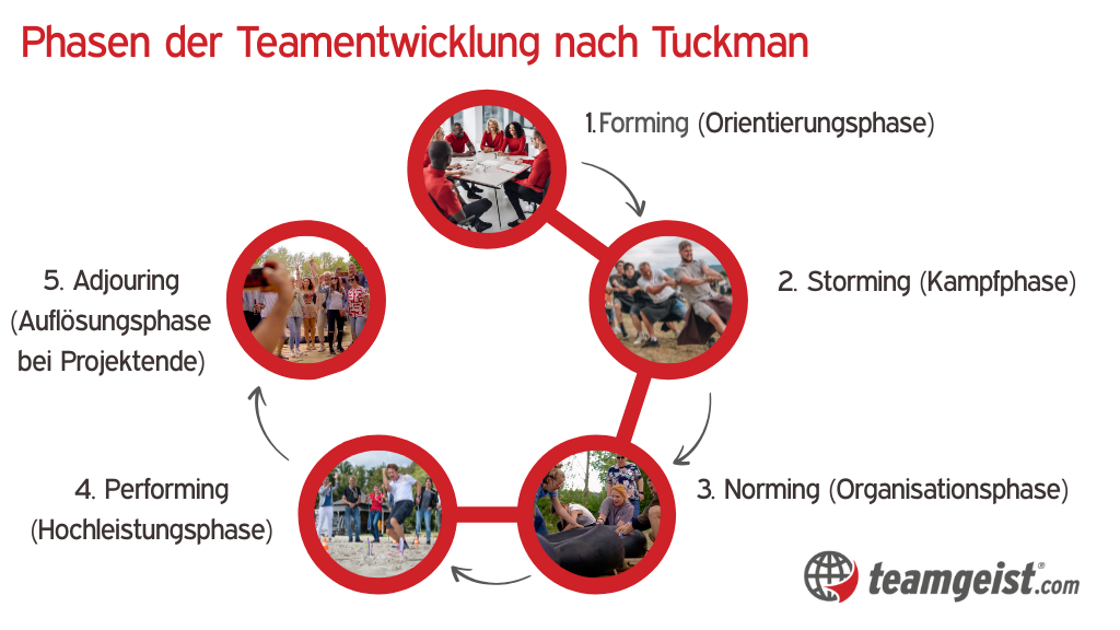 Schaulbild Phasen der Teamentwicklung nach Tuckman