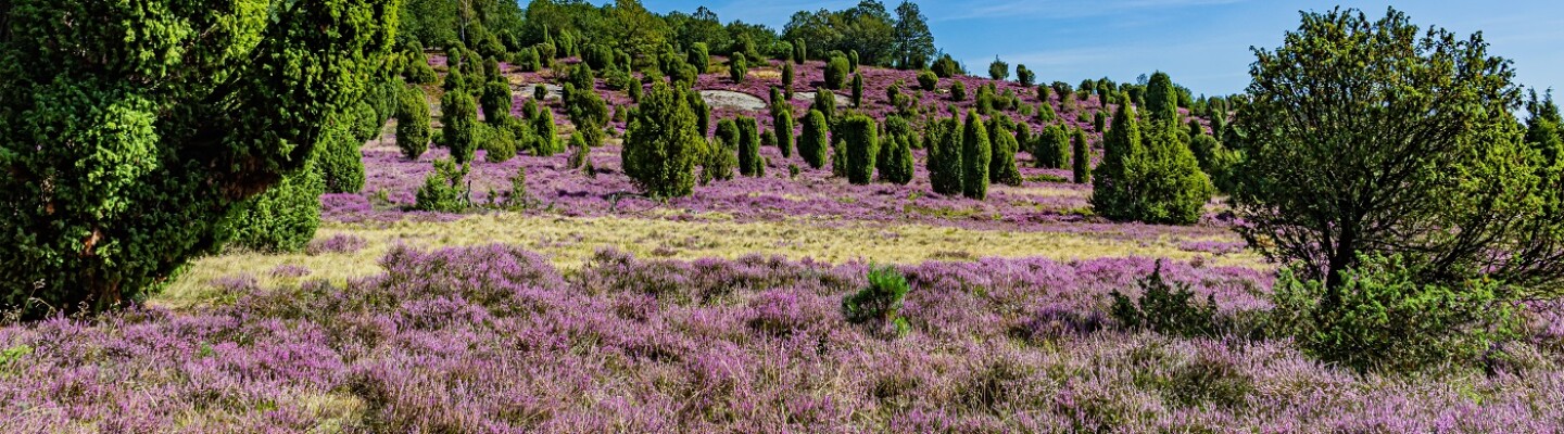 Lüneburger Heide Niedersachsen