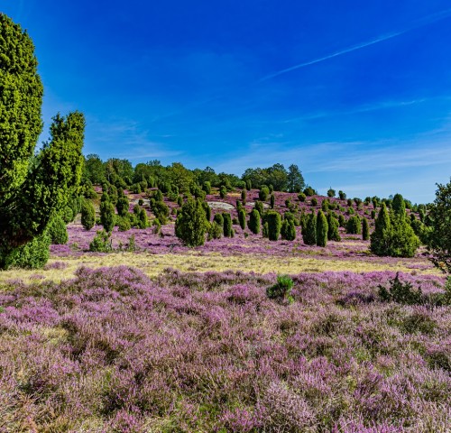 Lüneburger Heide Niedersachsen
