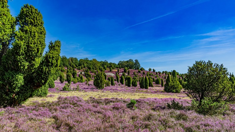 Lüneburger Heide Niedersachsen